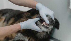 bad dog teeth