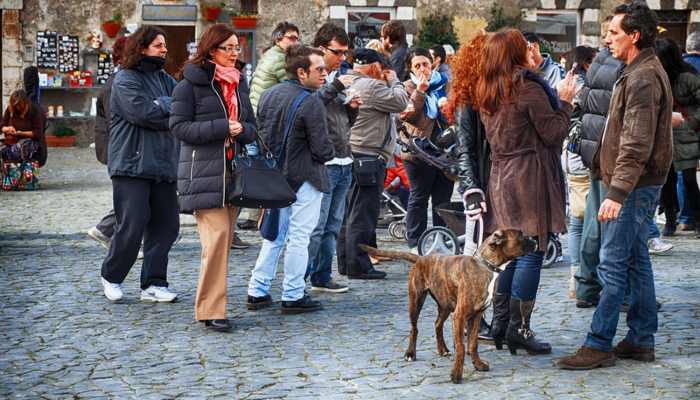 dog walking in urban areas
