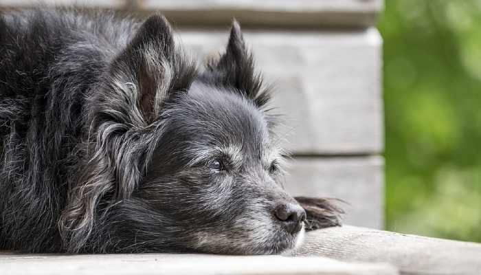 kidney disease in senior dogs