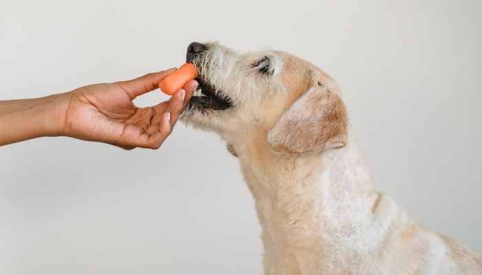 proper nutrition for dogs