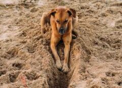 Canine Curiosity: The Reason Behind Your Dog’s Digging