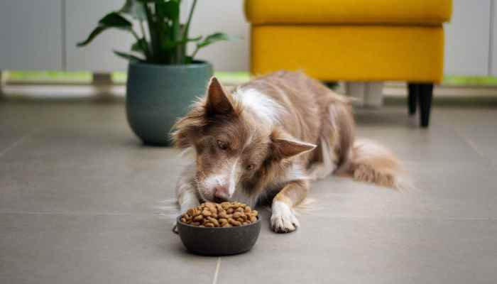 plant based feeding for dogs