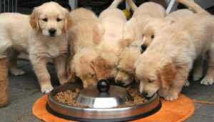 puppy nutrition guide