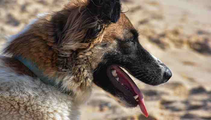 dental disease in senior dog