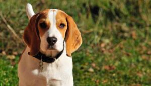 hunting beagle