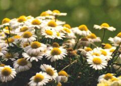 How Chamomile Helps Ease Dogs’ Stress and Promote Relaxation