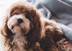 The Diverse Appearance of the Cavapoo Breed