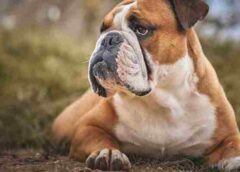 What You Should Know Before Choosing a Flat-Faced Dog